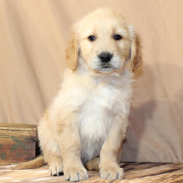 Golden Retriever-DOG-Male-Golden-10394-Petland Fort Walton Beach, FL
