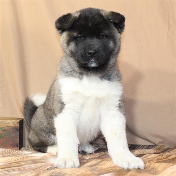 Akita-DOG-Male-Fawn-10396-Petland Fort Walton Beach, FL
