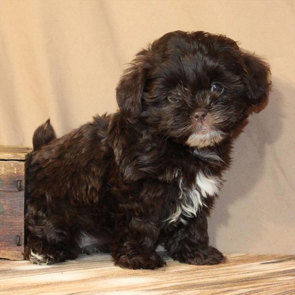 Shipoo-DOG-Female-Chocolate-10397-Petland Fort Walton Beach, FL