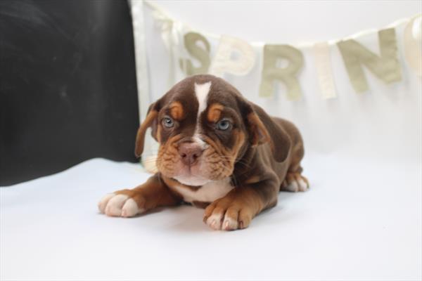 Beabull-DOG-Female-Chocolate-10398-Petland Fort Walton Beach, FL
