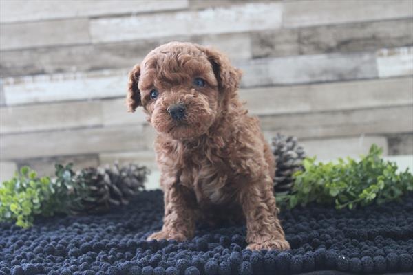 Miniature Poodle-DOG-Male-Red-10399-Petland Fort Walton Beach, FL