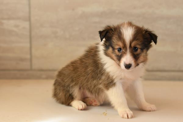 Shetland Sheepdog-DOG-Female-Cream / Tan-10401-Petland Fort Walton Beach, FL