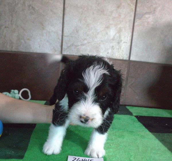 Mini Bernedoodle-DOG-Male-Black-10402-Petland Fort Walton Beach, FL