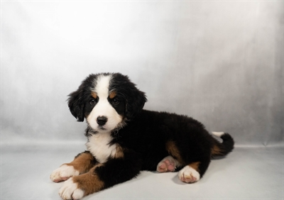 Bernese Mountain Dog-DOG-Female-Black Tan and White-10414-Petland Fort Walton Beach, FL