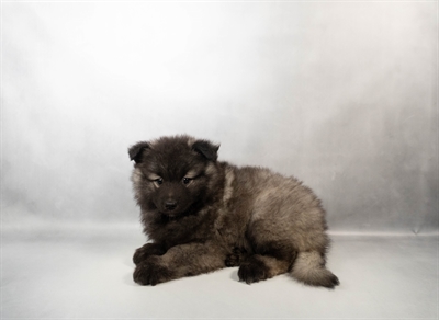Keeshond-DOG-Male-Grey Silver and Black-10415-Petland Fort Walton Beach, FL