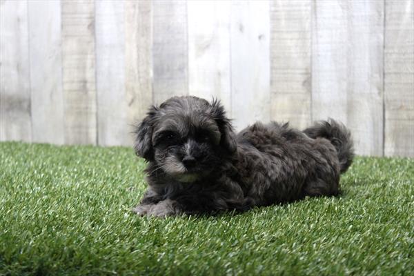 Maltipoo-DOG-Female-Blue Merle-10423-Petland Fort Walton Beach, FL