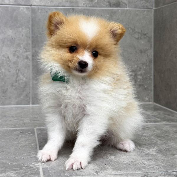 Pomeranian-DOG-Female-Orange-10424-Petland Fort Walton Beach, FL