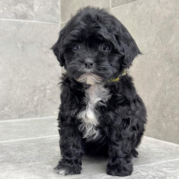 Schnoodle-DOG-Female-Black-10425-Petland Fort Walton Beach, FL