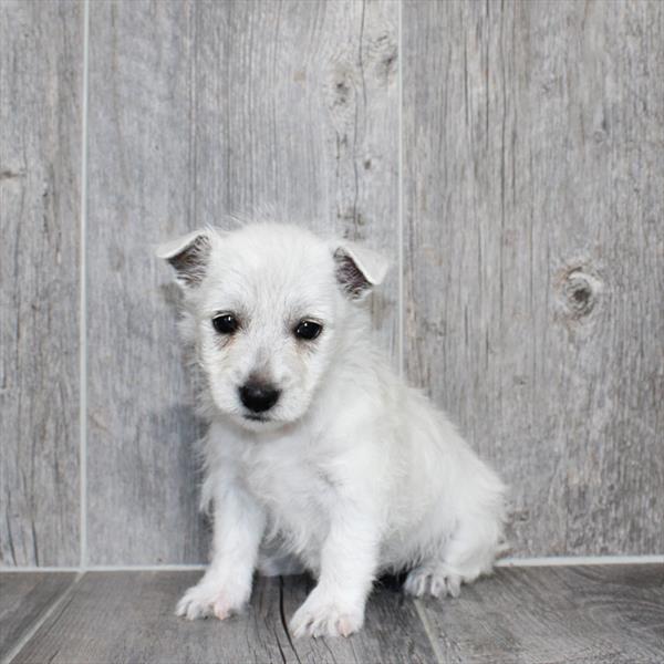West Highland White Terrier-DOG-Female-White-10426-Petland Fort Walton Beach, FL