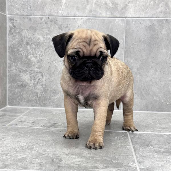 Pug-DOG-Male-Fawn-10427-Petland Fort Walton Beach, FL
