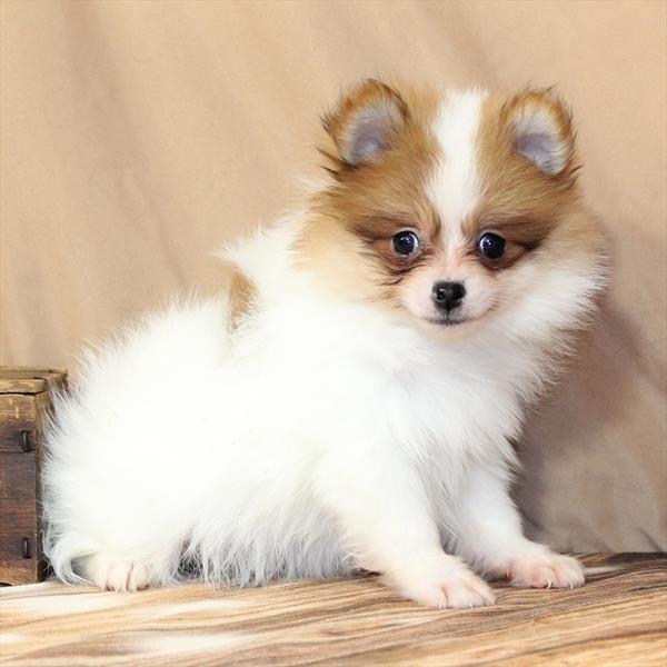 Pomeranian-DOG-Male-White / Red-10428-Petland Fort Walton Beach, FL