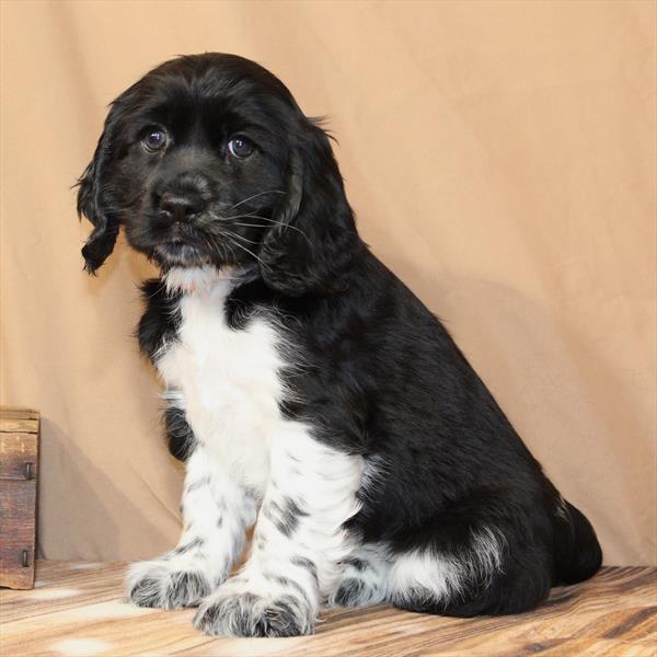 Cocker Spaniel-DOG-Female-Black-10429-Petland Fort Walton Beach, FL