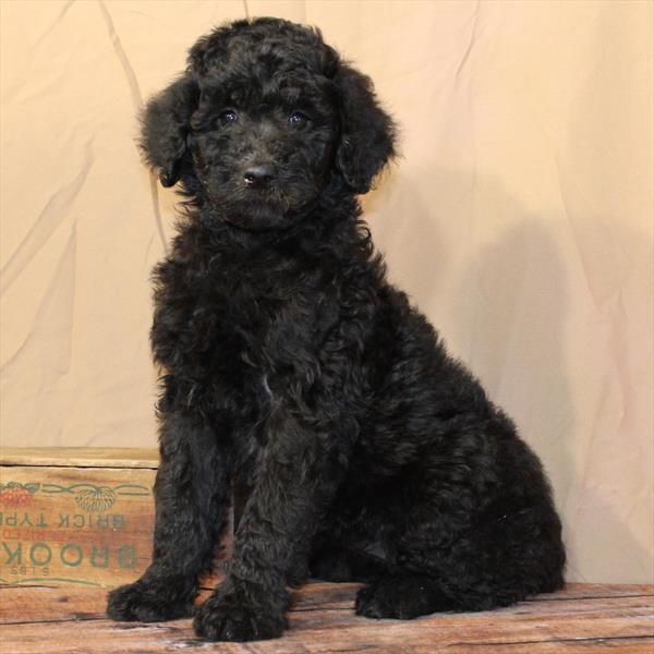 Goldendoodle 2nd  Gen-DOG-Female-Black-10430-Petland Fort Walton Beach, FL
