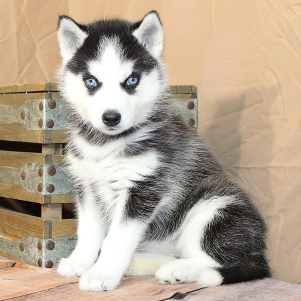 Siberian Husky-DOG-Female-Black / White-10431-Petland Fort Walton Beach, FL