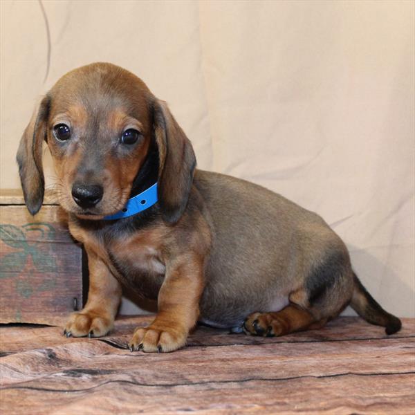 Dachshund-DOG-Male-Red Sable-10432-Petland Fort Walton Beach, FL