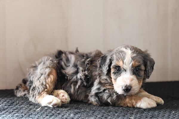 Bernedoodle-DOG-Male-Blue Merle-10450-Petland Fort Walton Beach, FL