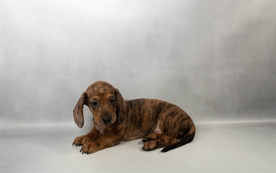 Dachshund-DOG-Male-Brindle-10463-Petland Fort Walton Beach, FL