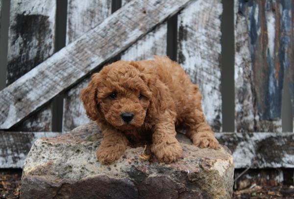 Miniature Poodle-DOG-Female-Red-10470-Petland Fort Walton Beach, FL