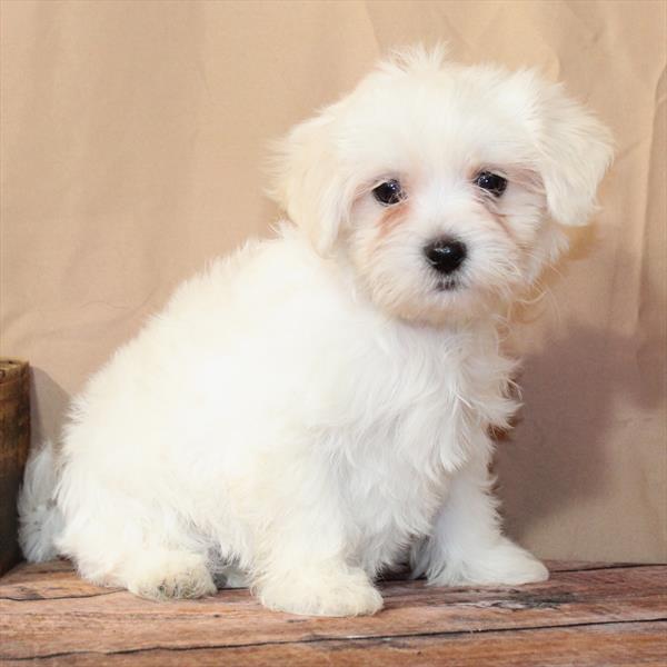 Maltese-DOG-Male-White-10472-Petland Fort Walton Beach, FL