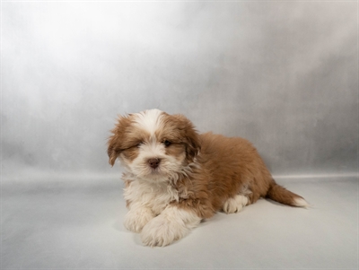 Lhasa Apso-DOG-Male-Red Gold-10436-Petland Fort Walton Beach, FL