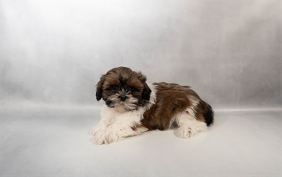 Shih Tzu-DOG-Male-Gold and White-10437-Petland Fort Walton Beach, FL