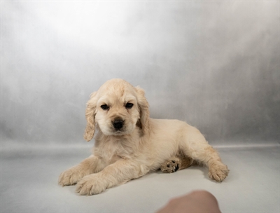 Cocker Spaniel-DOG-Male-Buff-10462-Petland Fort Walton Beach, FL