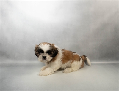 Shih Tzu-DOG-Male-Gold and White-10464-Petland Fort Walton Beach, FL