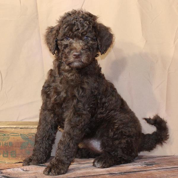 Goldendoodle 2nd  Gen-DOG-Female-Chocolate-10471-Petland Fort Walton Beach, FL