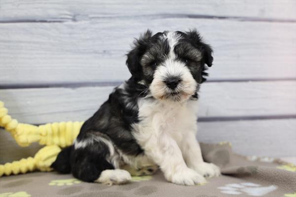 Miniature Schnauzer-DOG-Male-Black / White-10483-Petland Fort Walton Beach, FL