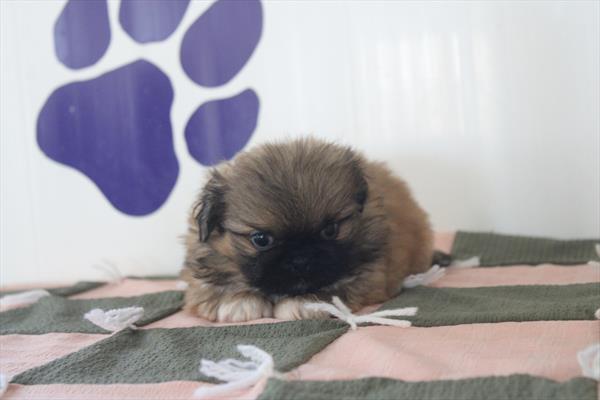 Pekingese-DOG-Male-Fawn-10496-Petland Fort Walton Beach, FL