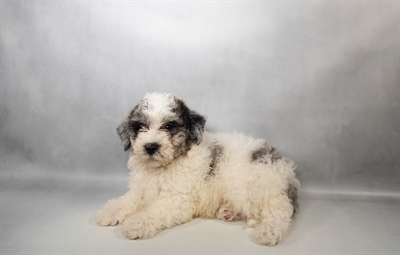 Bichon-Poodle-DOG-Male-Blue Merle-10501-Petland Fort Walton Beach, FL