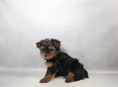 Yorkshire Terrier-DOG-Male-Black and Tan-10502-Petland Fort Walton Beach, FL