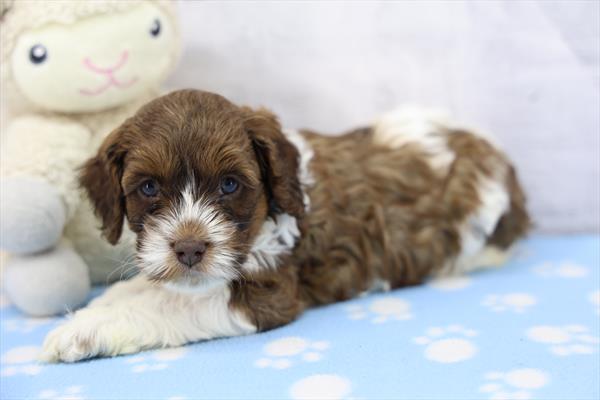 Cockapoo-DOG-Female-Sable / White-10519-Petland Fort Walton Beach, FL