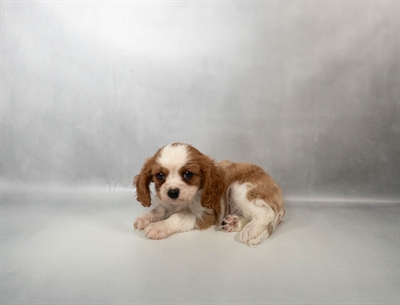 Cavalier King Charles Spaniel-DOG-Male-Blenheim-10525-Petland Fort Walton Beach, FL