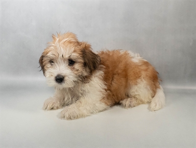 Havanese-DOG-Female-Red-10526-Petland Fort Walton Beach, FL