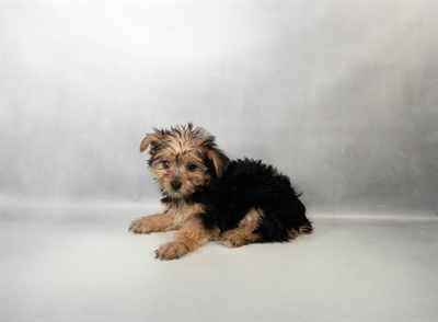 Yorkshire Terrier-DOG-Female-Black and Tan-10527-Petland Fort Walton Beach, FL