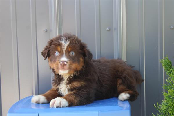 Miniature American Shepherd-DOG-Male-Red Tan / White-10546-Petland Fort Walton Beach, FL