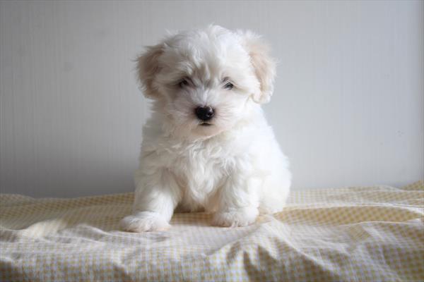 Coton De Tulear-DOG-Female-White-10547-Petland Fort Walton Beach, FL