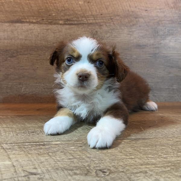 Miniature Australian Shepherd-DOG-Female-Red-10548-Petland Fort Walton Beach, FL