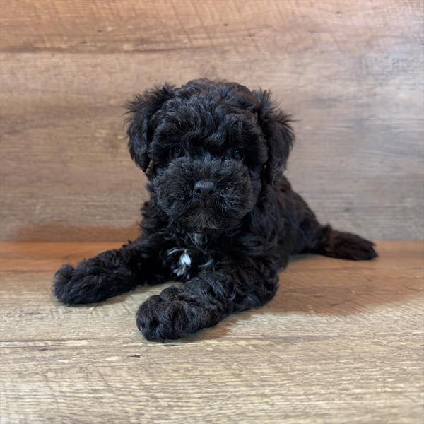 Schnoodle-DOG-Female-Black / White-10549-Petland Fort Walton Beach, FL