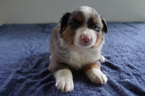 Australian Shepherd-DOG-Male-Blue Merle-10553-Petland Fort Walton Beach, FL