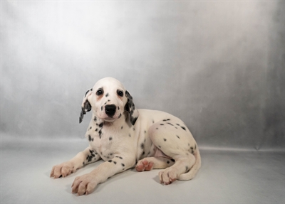 Dalmatian-DOG-Female-White and Black-10556-Petland Fort Walton Beach, FL