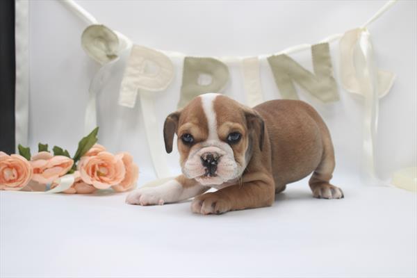 English Bulldog-DOG-Female-Red / White-10573-Petland Fort Walton Beach, FL