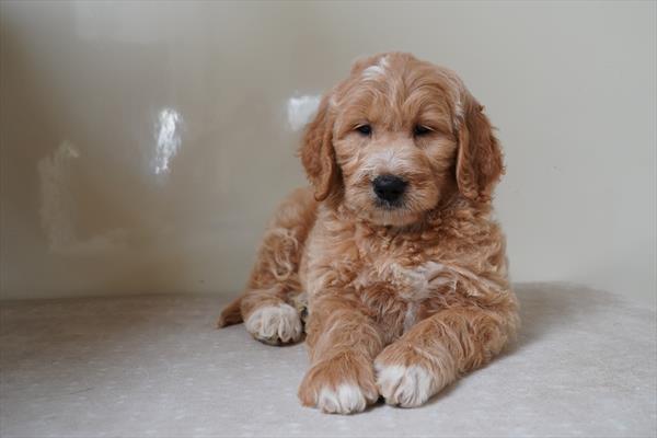 Mini Goldendoodle-DOG-Female-Cream / White-10579-Petland Fort Walton Beach, FL