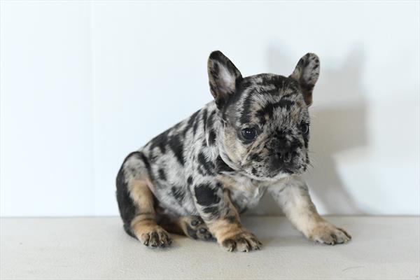 French Bulldog-DOG-Male-Black Merle-10580-Petland Fort Walton Beach, FL